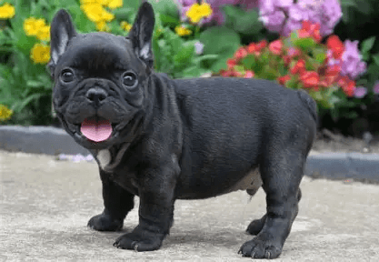 Sophie — Chocolate Merle French Bulldog