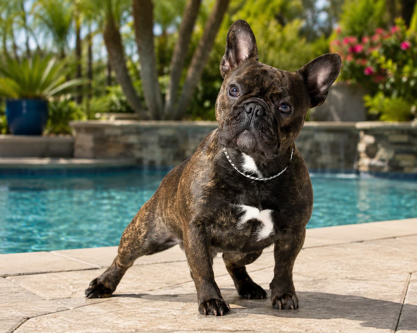 Louie — Fawn Pied French Bulldog