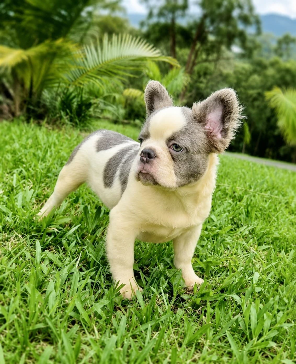 Winston — Blue French Bulldog