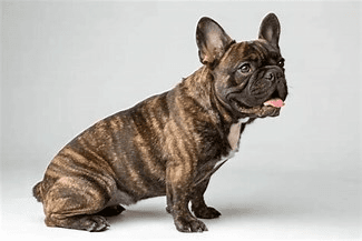 Coco — Chocolate French Bulldog