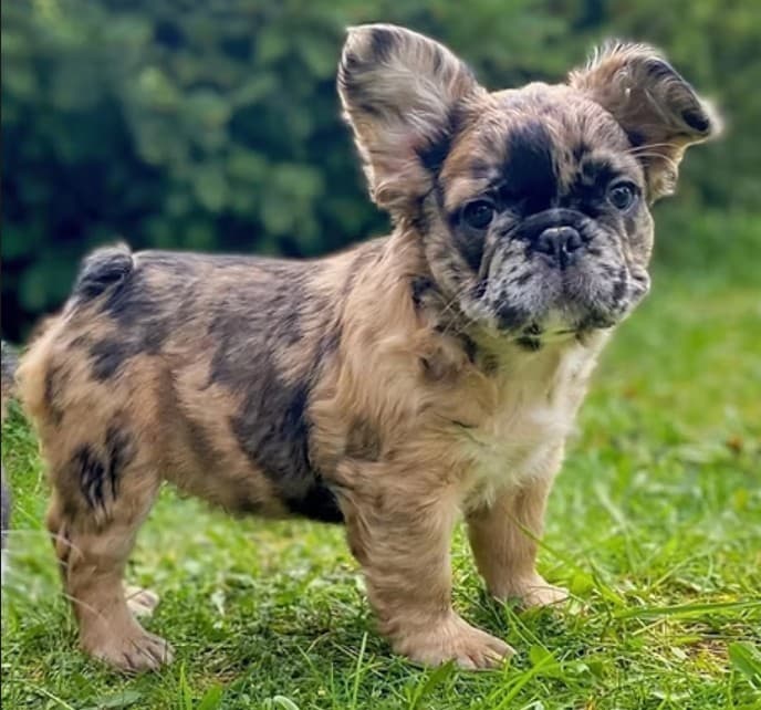 Fluffy merle French Bulldog puppy — a real showcase of Frenchie color and coat genetics