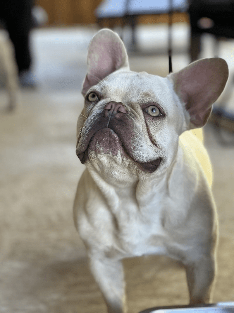 A French Bulldog — companion image for Ruffwear Front Range Harness