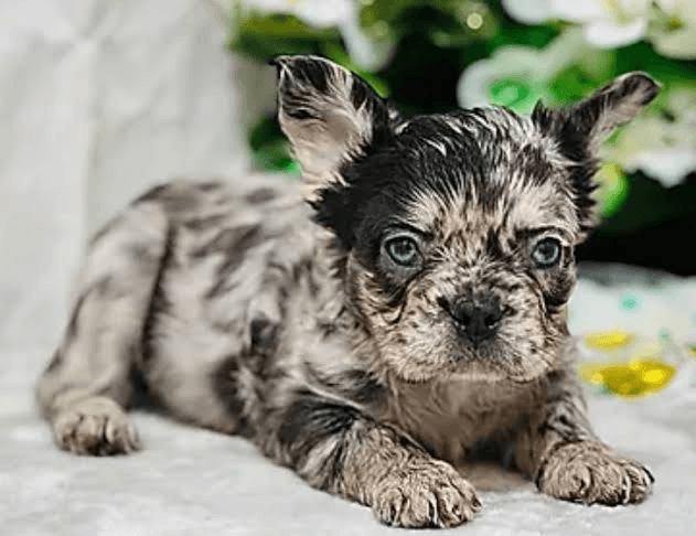 A French Bulldog — companion image for Anatomy of a Frenchie · 11 oz Coffee Mug