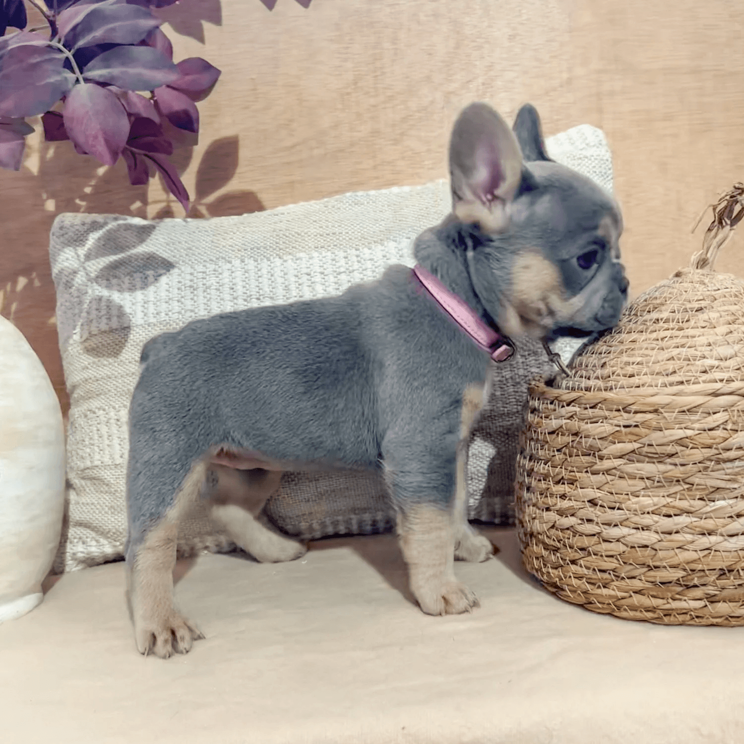 Lilac & Tan French Bulldog