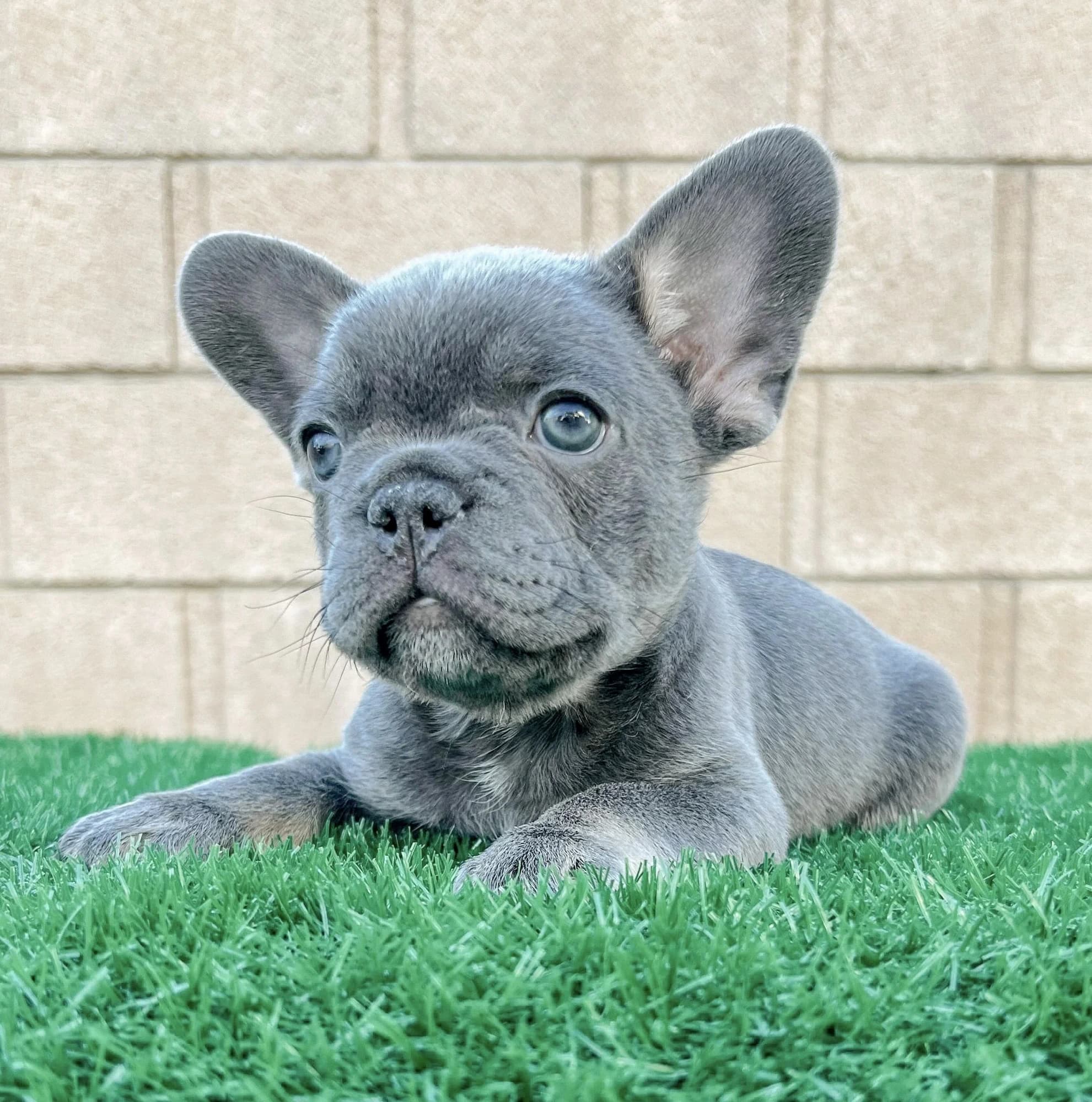 A French Bulldog β companion image for Sherpa Original Deluxe Pet Carrier