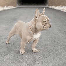 A French Bulldog β companion image for Purina Pro Plan Sensitive Skin & Stomach