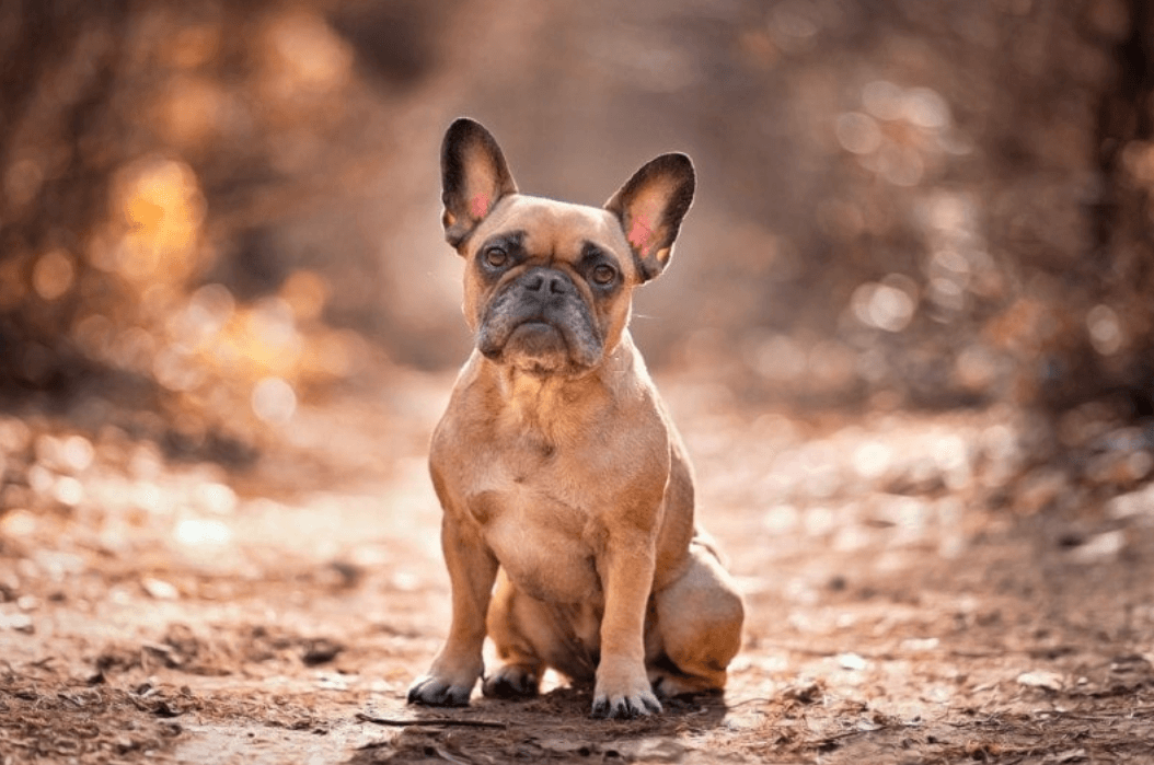A French Bulldog — companion image for Earthbath Mediterranean Magic Shampoo