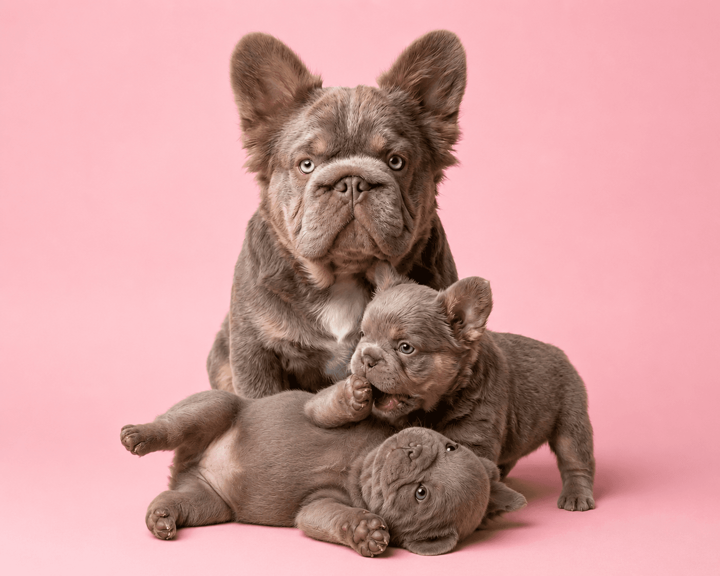 Home is Frenchie