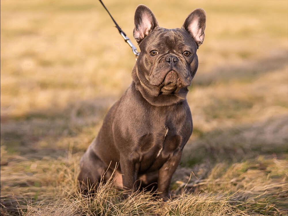 A French Bulldog β companion image for Daily 12-in-1 Multivitamin Powder