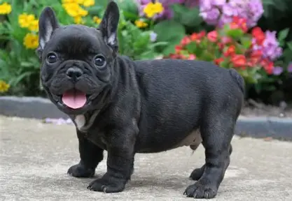 All Black (Black Brindle) French Bulldog
