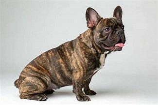 Brindle French Bulldog