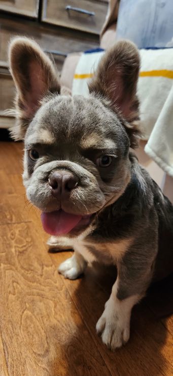 Frenchies in the USA