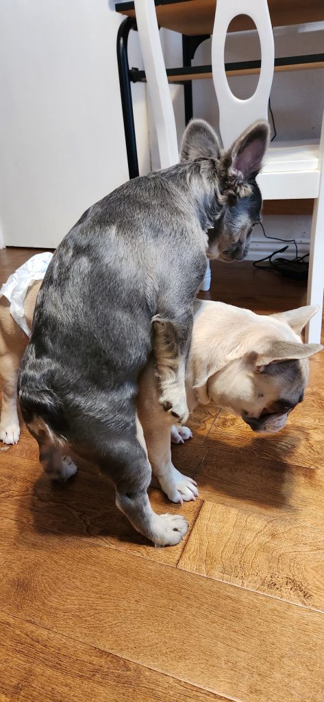 Frenchies in the USA