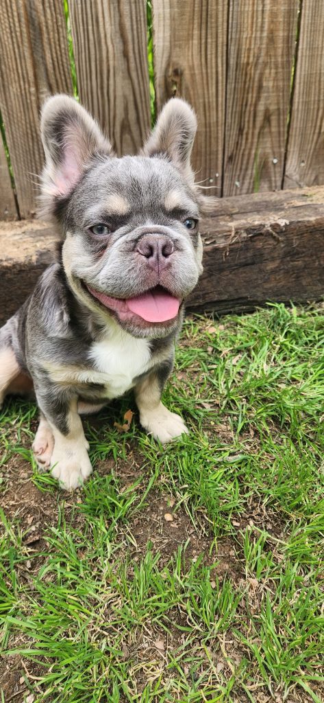 Frenchies in the USA