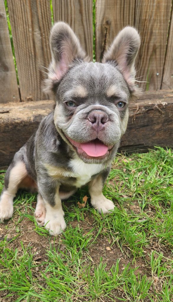 Frenchies in the USA