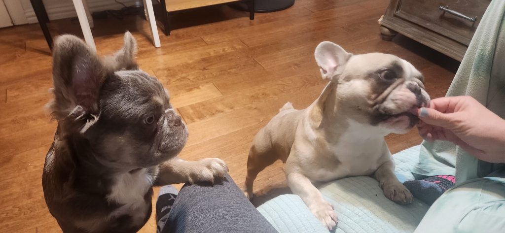 Frenchies in the USA