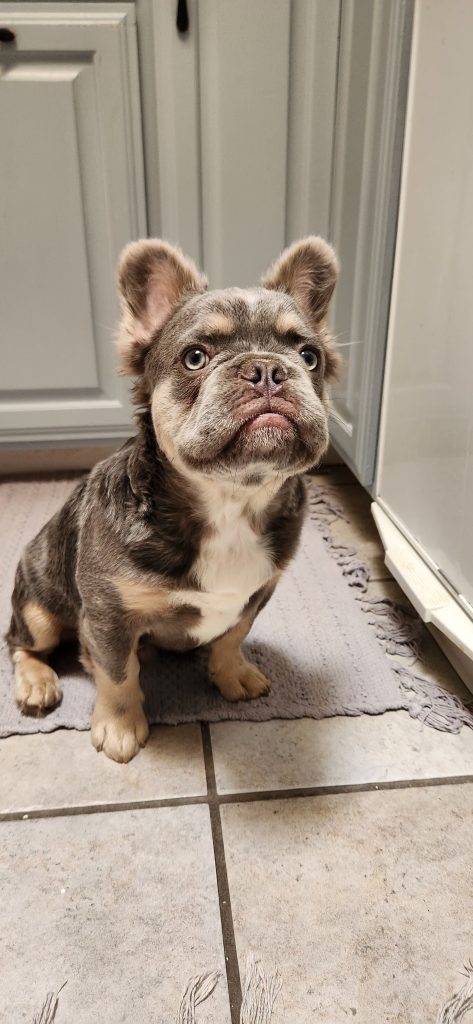 Frenchies in the USA