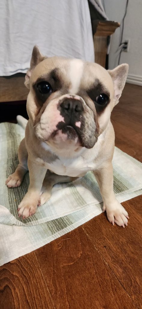 Frenchies in the USA