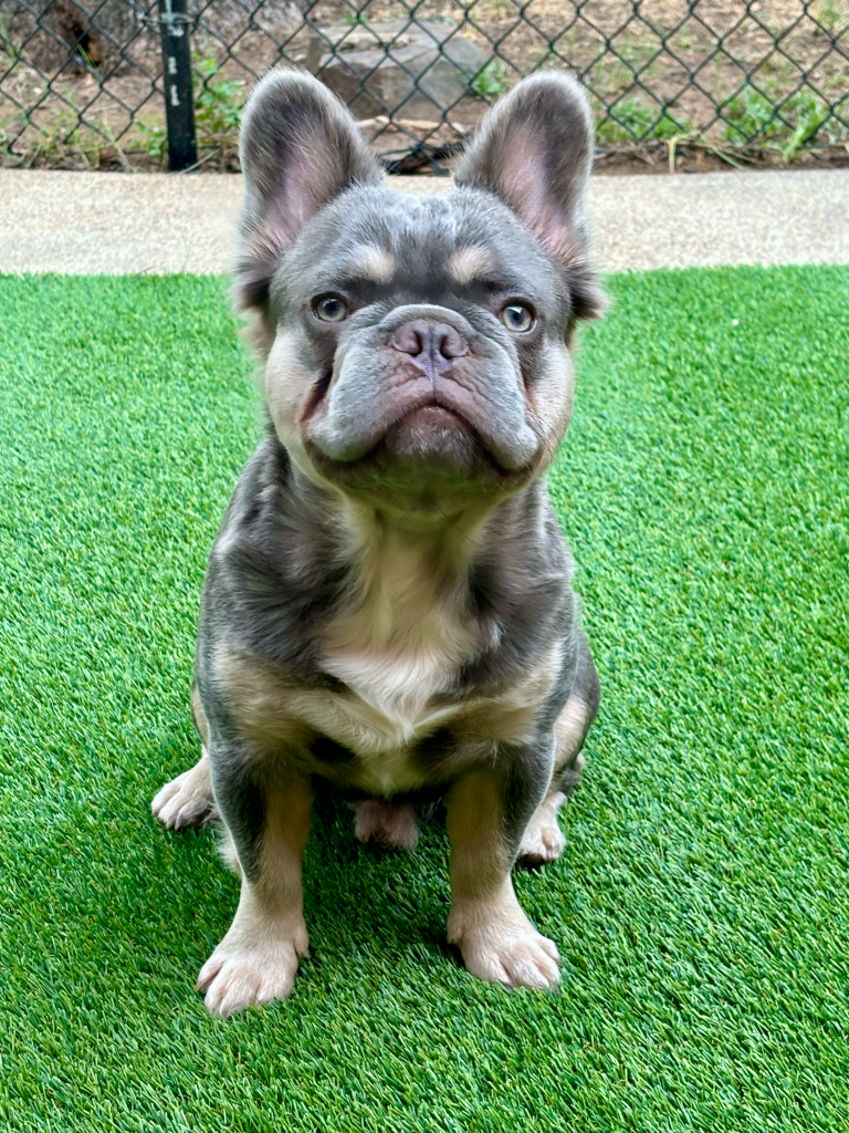 Frenchies in the USA