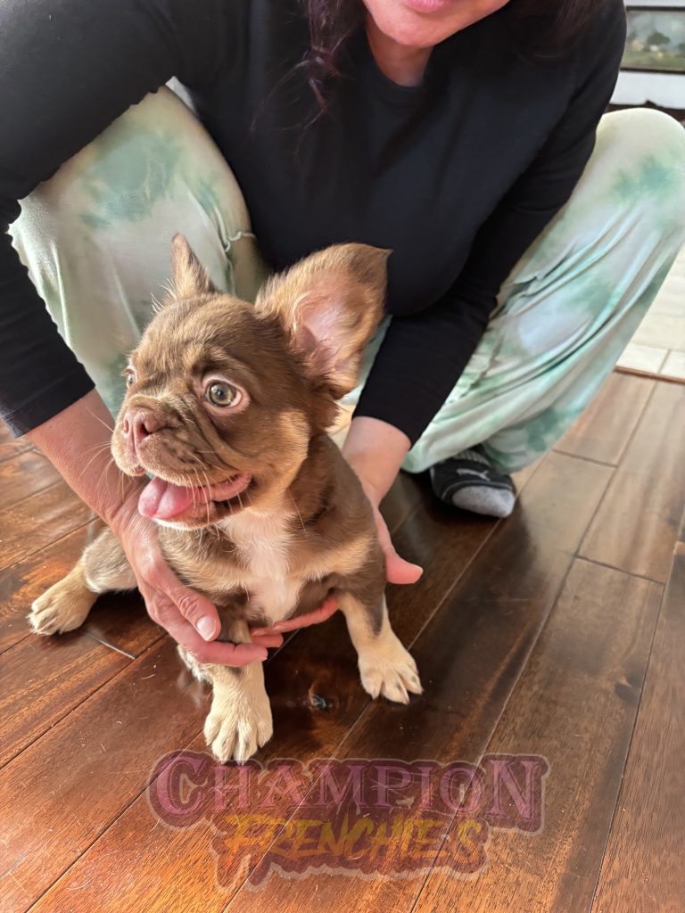 Frenchies in the USA
