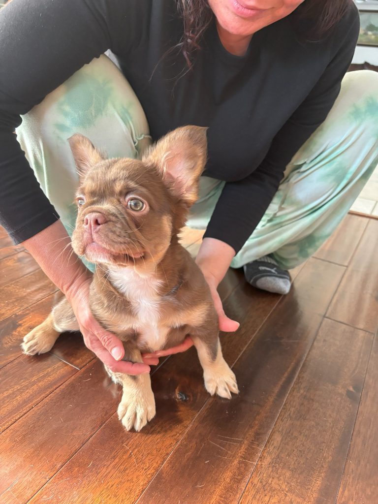 Frenchies in the USA