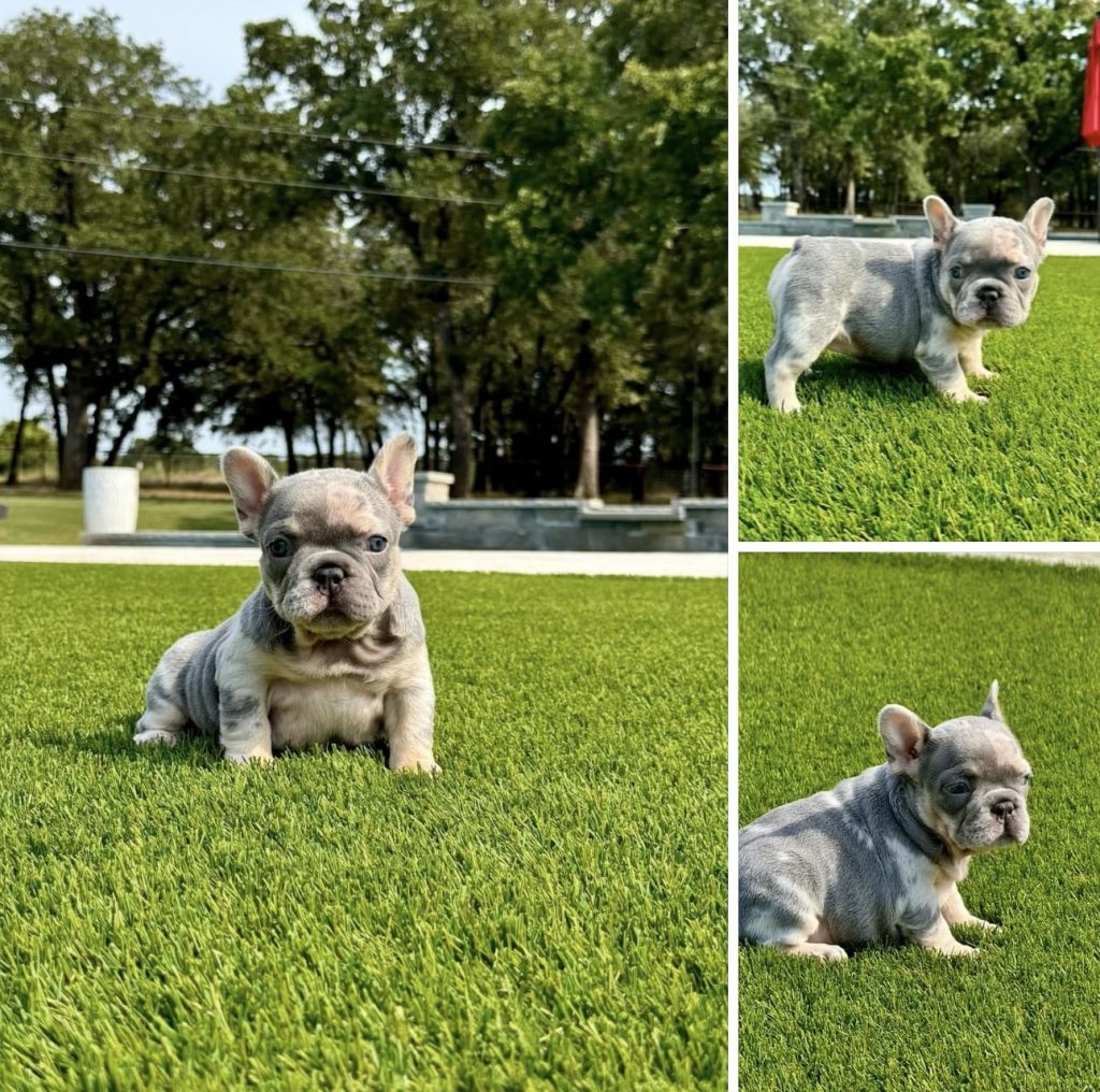 Frenchies in the USA Frenchies in the USA