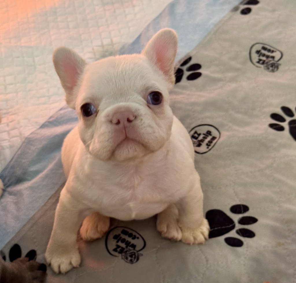 Frenchies in the USA