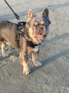 Frenchies in the USA