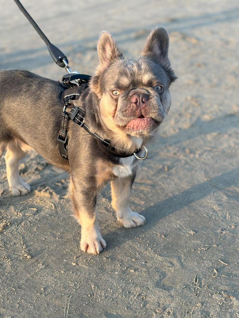 Frenchies in the USA Frenchies in the USA
