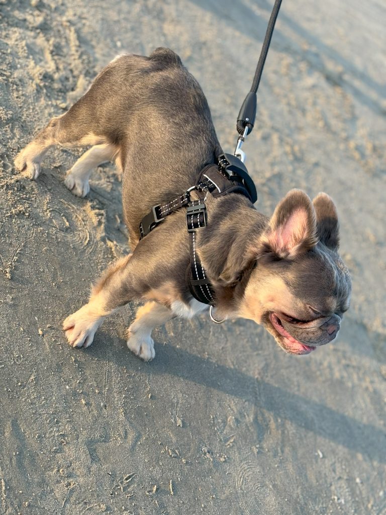 Frenchies in the USA