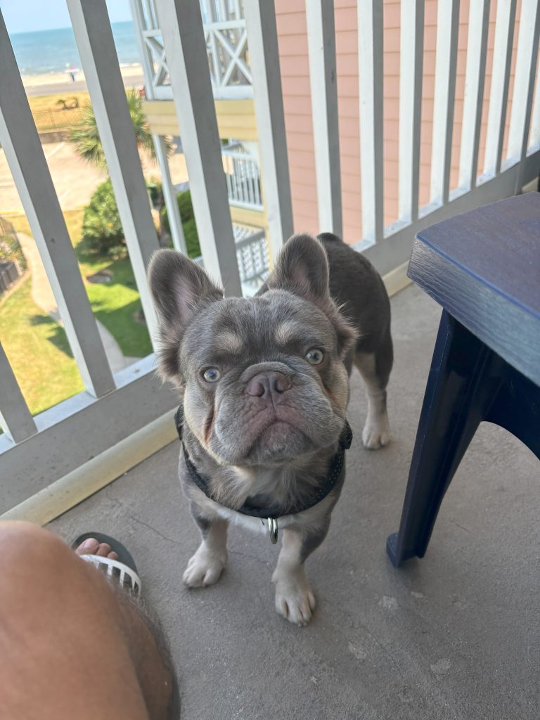 Frenchies in the USA Frenchies in the USA