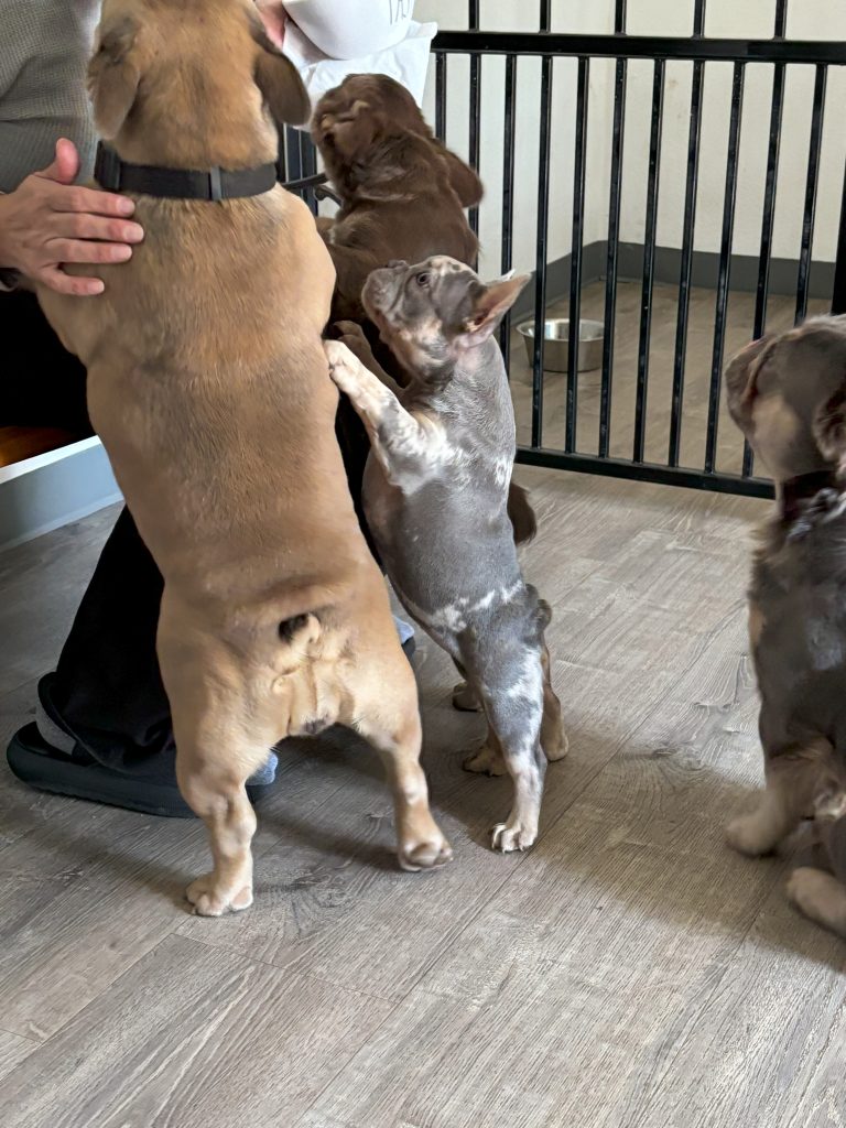 Frenchies in the USA