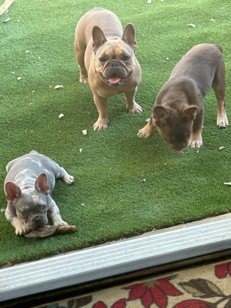 Frenchies in the USA
