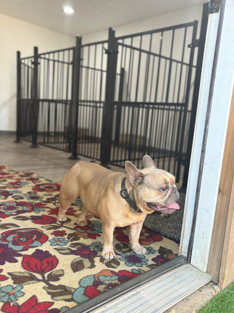 Frenchies in the USA