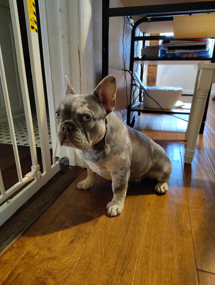 Frenchies in the USA