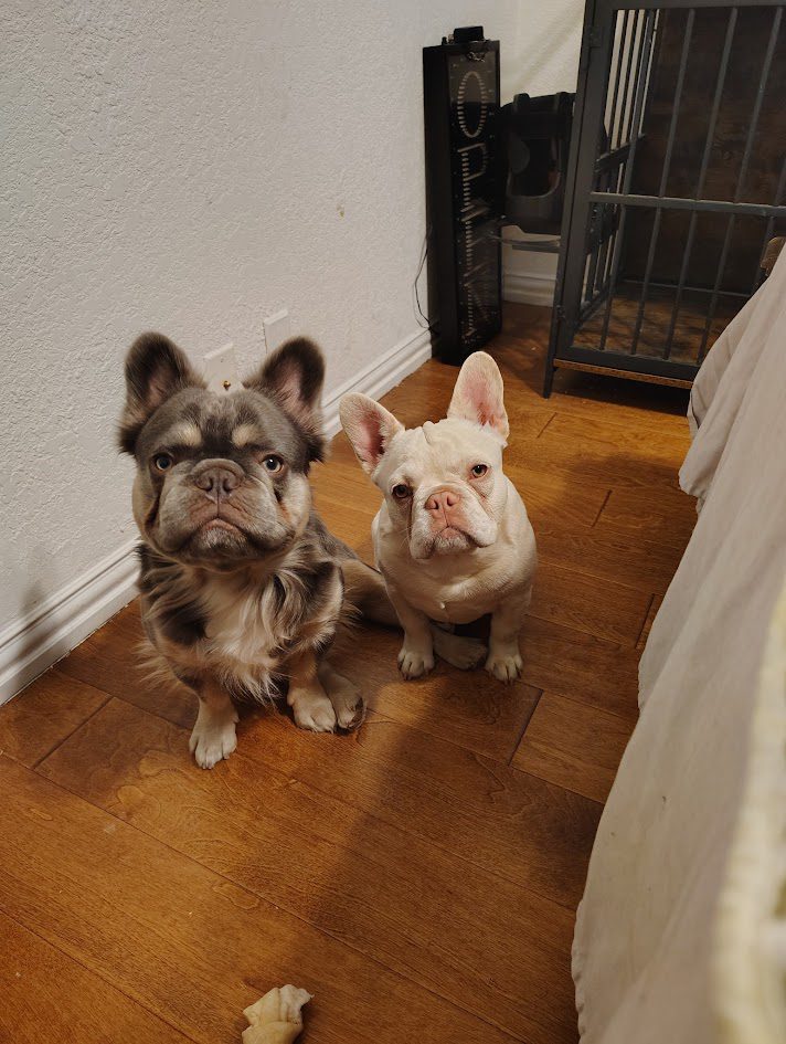 Frenchies in the USA Frenchies in the USA