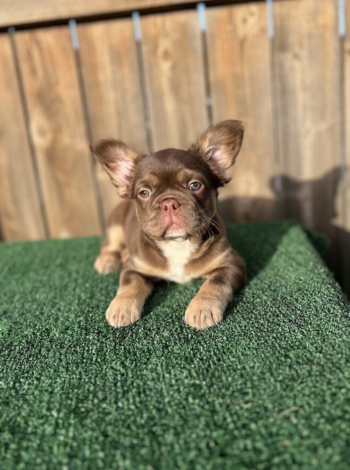 Frenchies in the USA