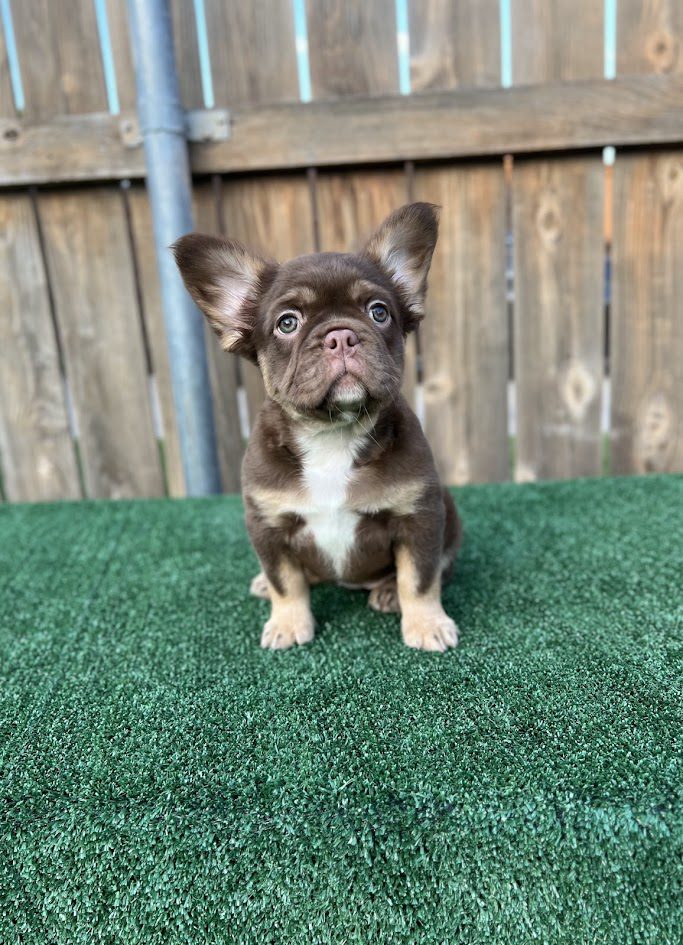 Frenchies in the USA Frenchies in the USA